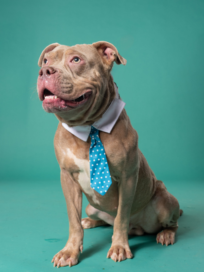 Ringo, a Pit Bull Terrier (mix breed), available for adoption