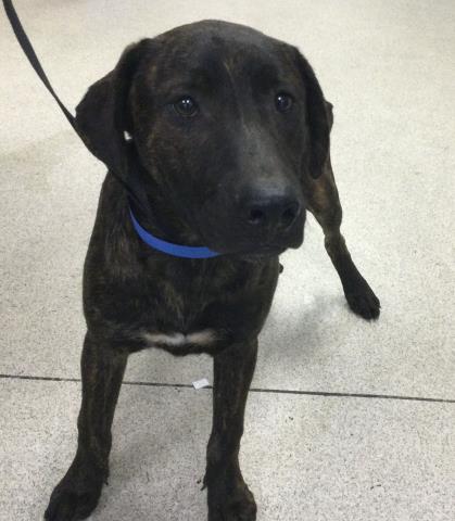 Ramon, a Pit Bull Terrier (mix breed), available for adoption