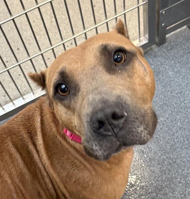 Red, a Pit Bull Terrier (mix breed), available for adoption