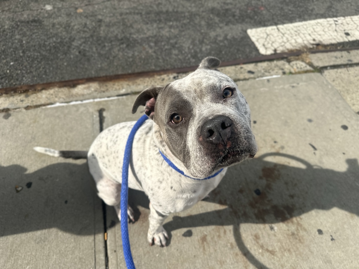 Toasty, a Pit Bull Terrier, available for adoption