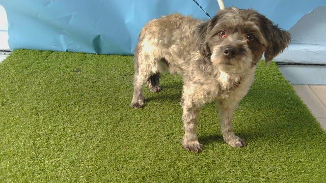 A5806292, a Terrier, available for adoption