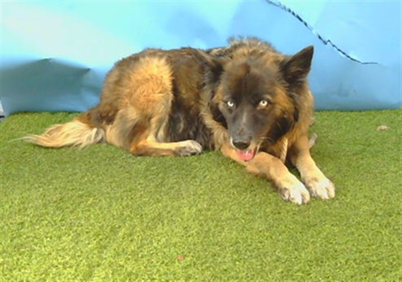 A5806413, a Cattle Dog, available for adoption