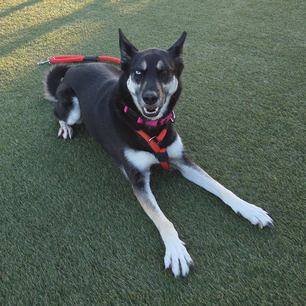 Billie, a Husky, available for adoption