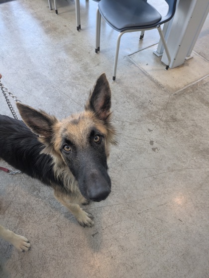 Mozan, a German Shepherd, available for adoption