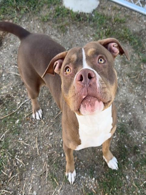 Raquel, a Pit Bull Terrier, available for adoption