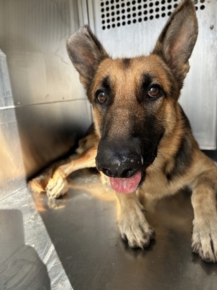 Rocky, a German Shepherd, available for adoption