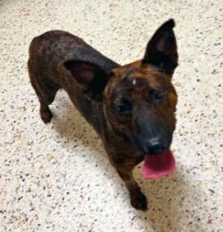 Nelly, a Pit Bull Terrier, available for adoption