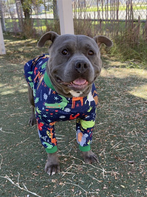 Beau, a Pit Bull Terrier, available for adoption