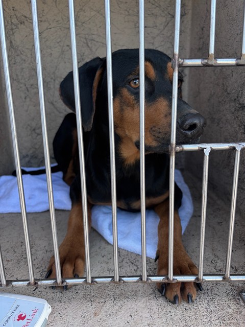 A481966, a Hound (mix breed), available for adoption