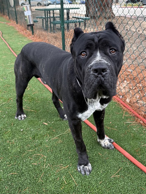 Big Squishy, a Cane Corso Mastiff, available for adoption