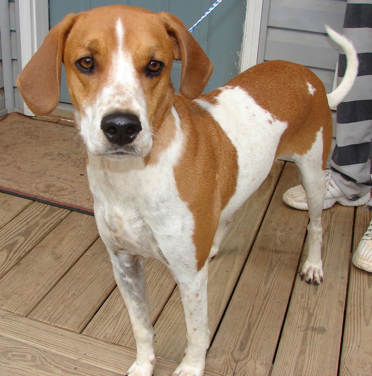 Other Photos of thie Dog