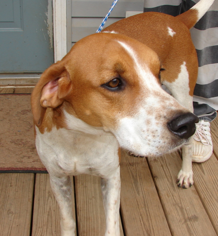Other Photos of thie Dog