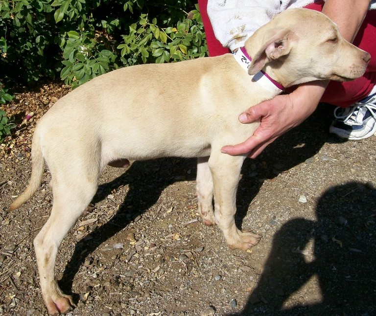 Other Photos of thie Dog