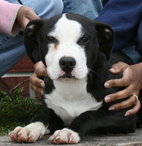 Other Photos of thie Dog
