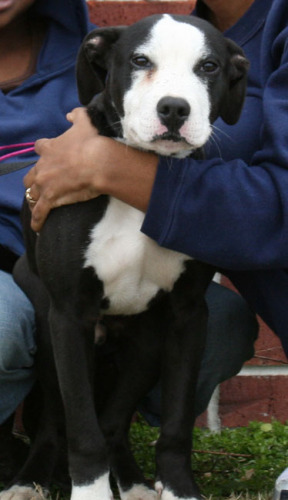 Other Photos of thie Dog
