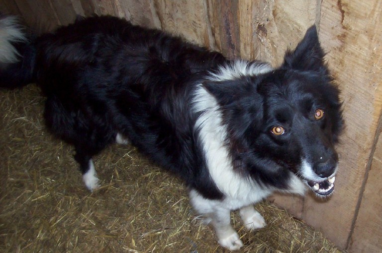 Main Photo of this Dog