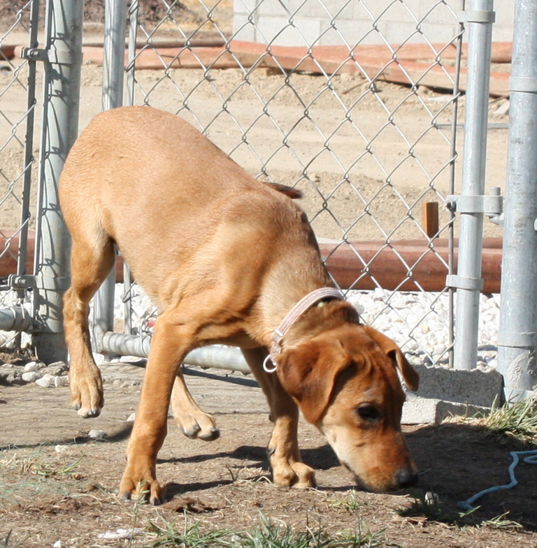 Other Photos of thie Dog