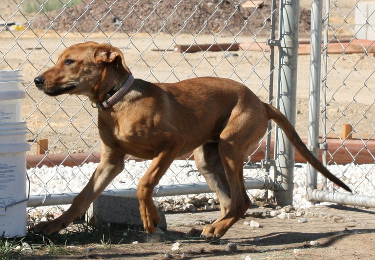 Other Photos of thie Dog
