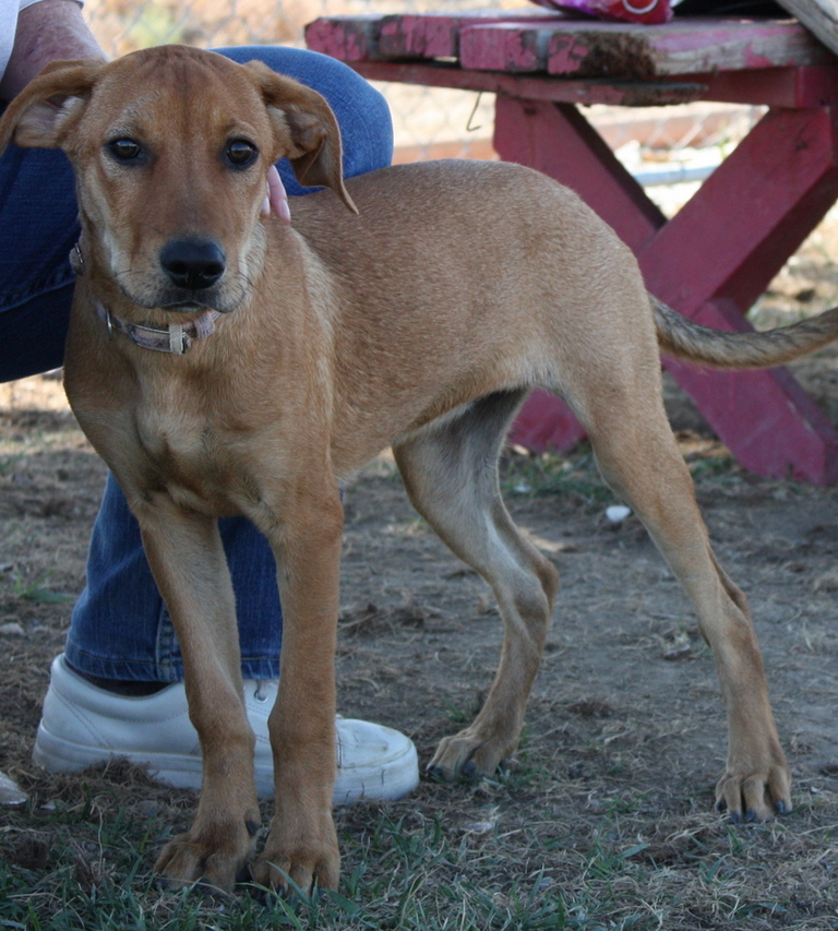 Other Photos of thie Dog