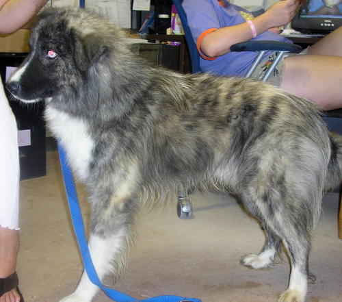 Other Photos of thie Dog