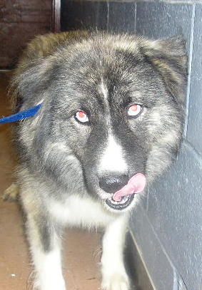 Other Photos of thie Dog