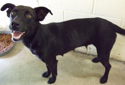 Other Photos of thie Dog