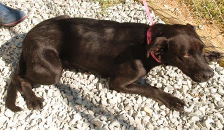 Other Photos of thie Dog