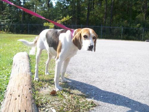 Other Photos of thie Dog