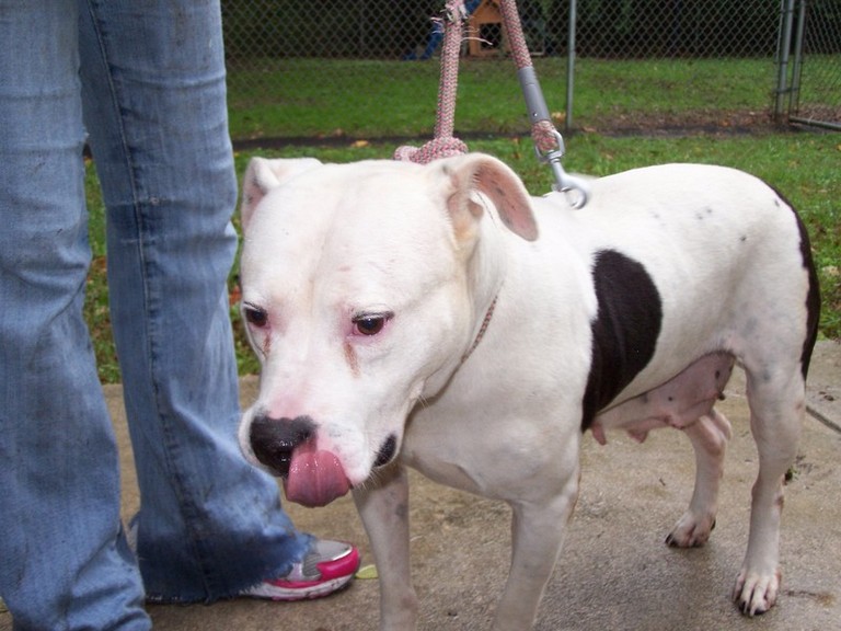 Other Photos of thie Dog