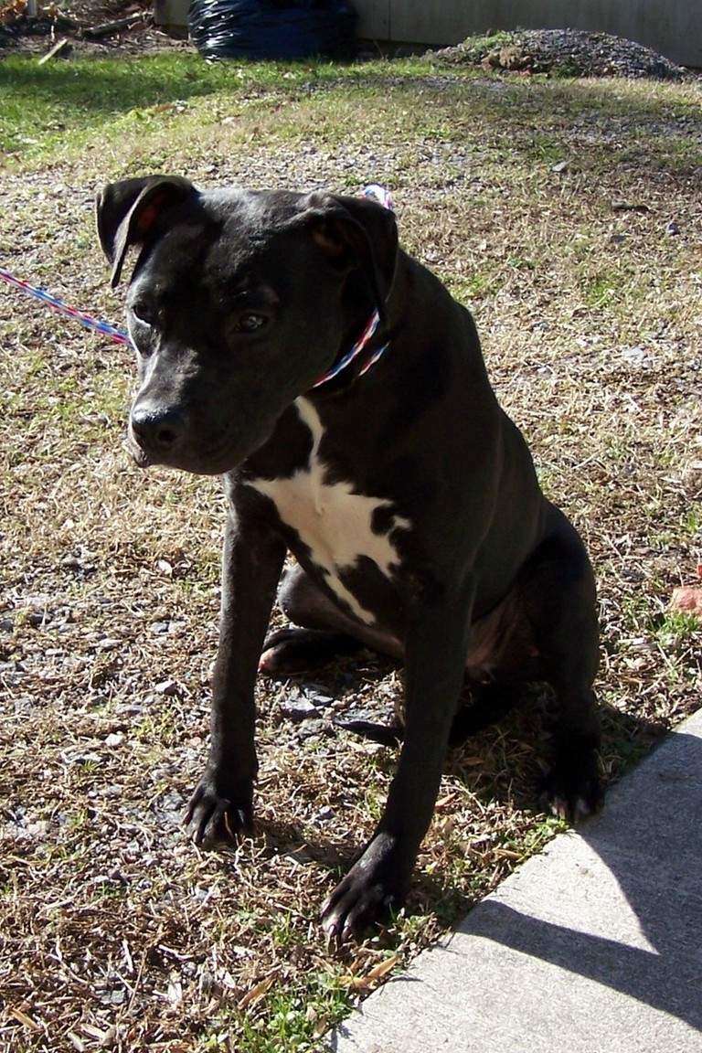 Other Photos of thie Dog