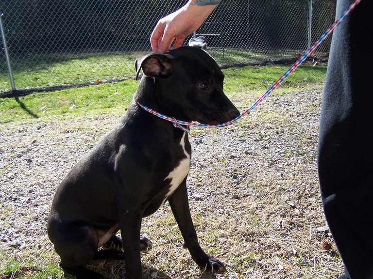 Other Photos of thie Dog