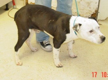 Other Photos of thie Dog