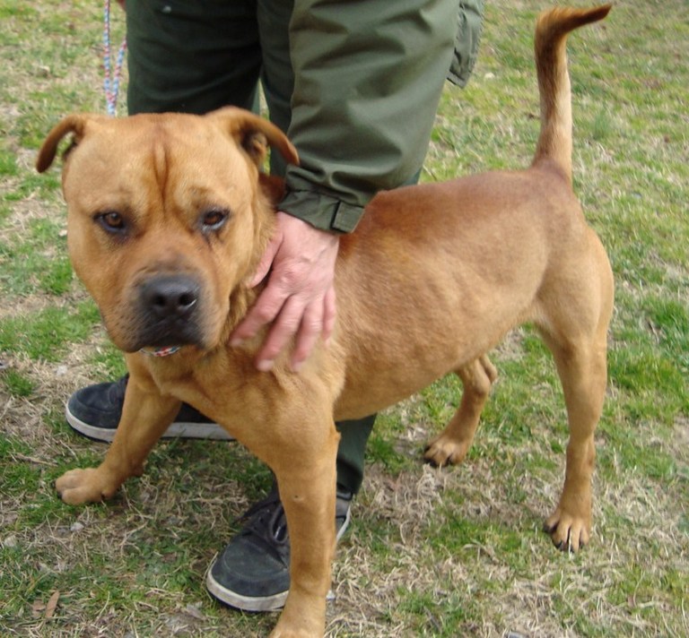 Other Photos of thie Dog