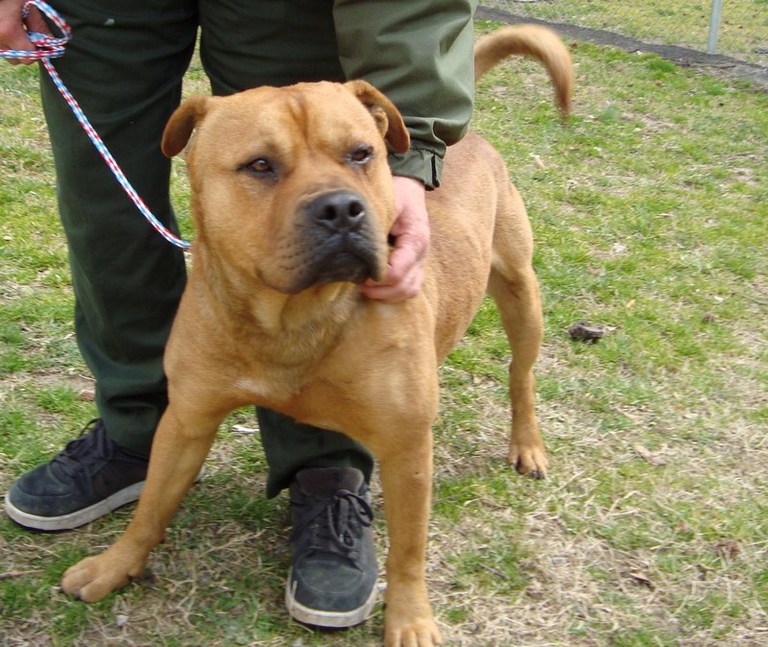 Other Photos of thie Dog