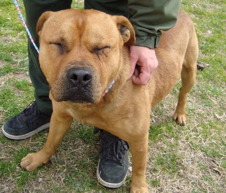 Other Photos of thie Dog