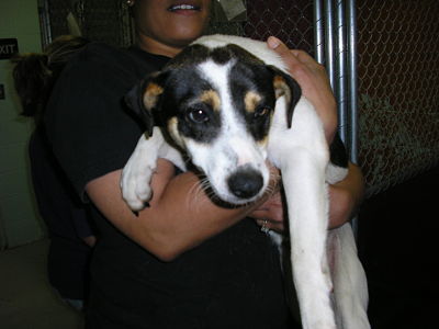 Other Photos of thie Dog