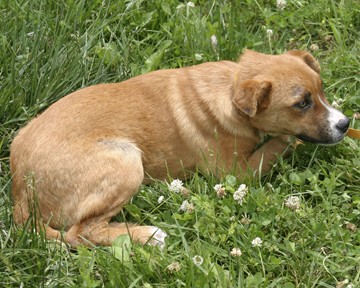 Other Photos of thie Dog