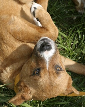 Other Photos of thie Dog