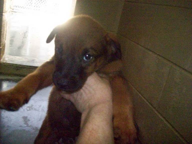 Other Photos of thie Dog