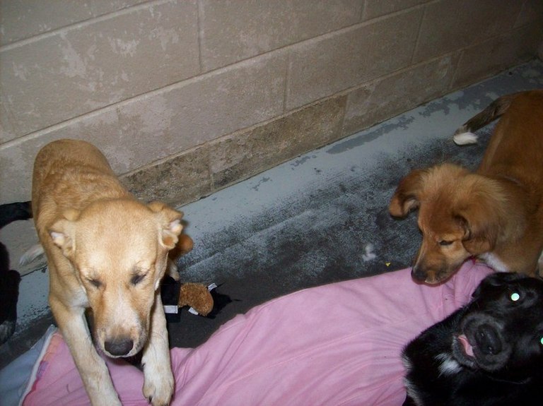 Other Photos of thie Dog
