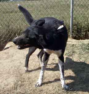 Other Photos of thie Dog
