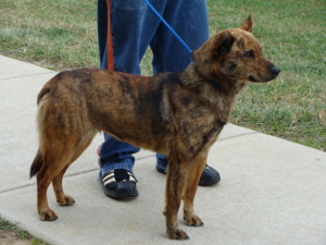 Main Photo of this Dog