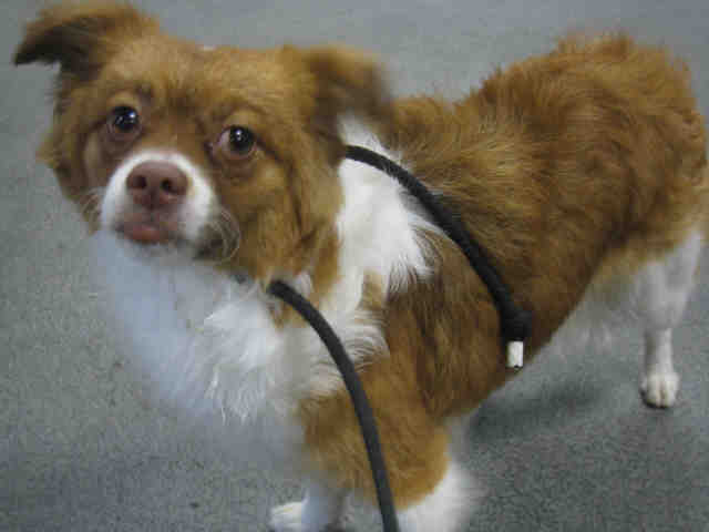 Other Photos of thie Dog