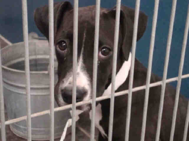 Main Photo of this Dog