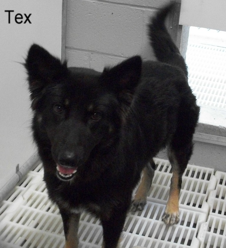 Other Photos of thie Dog