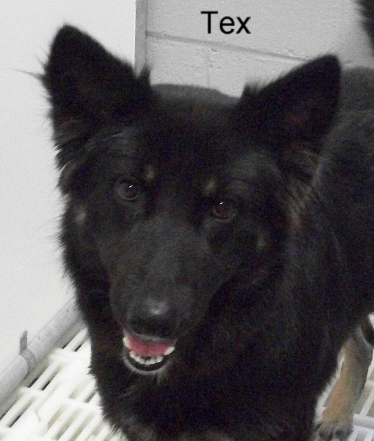 Other Photos of thie Dog