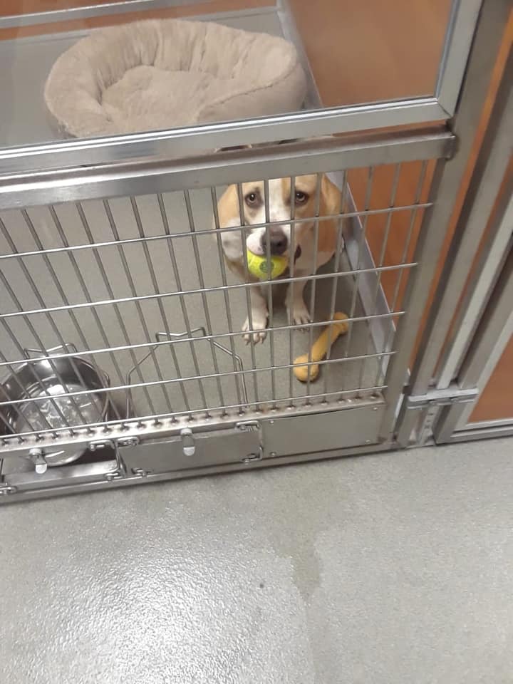 Other Photos of thie Dog