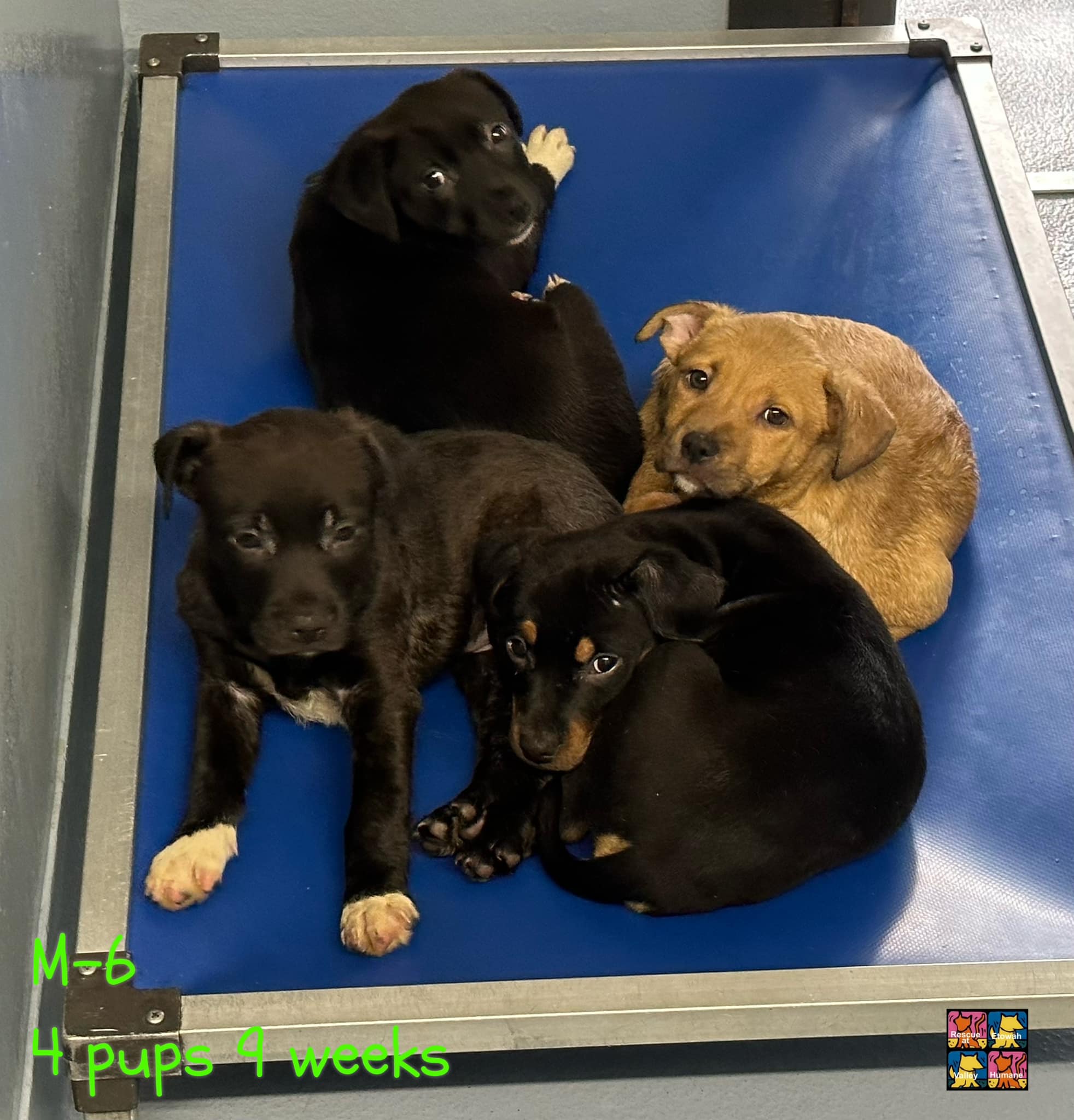 Bartow County Animal Shelter Ga