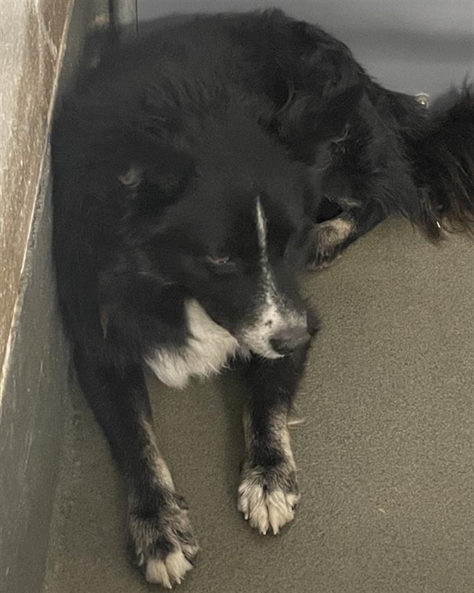 Main Photo of this Dog