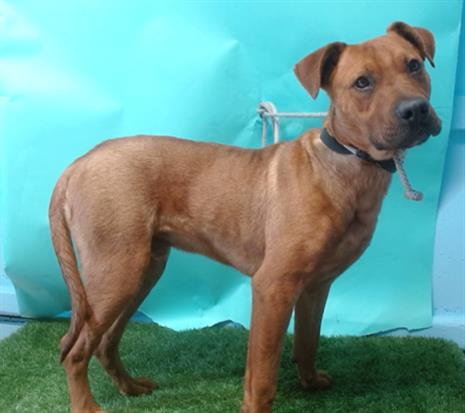 Main Photo of this Dog